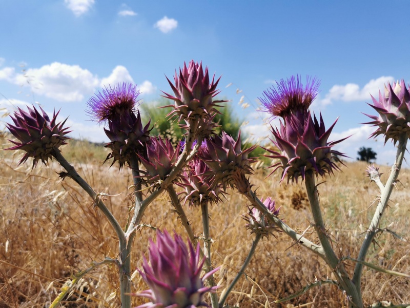 קובץ:2022-06-26T10 20 28.535705453357.jpg