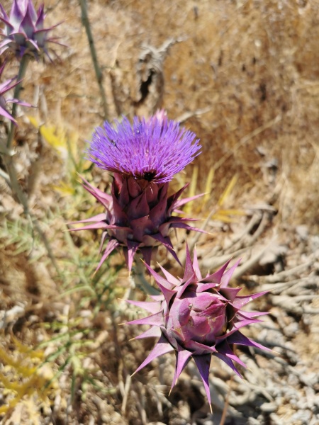 קובץ:2022-06-26T10 21 09.852646948294.jpg