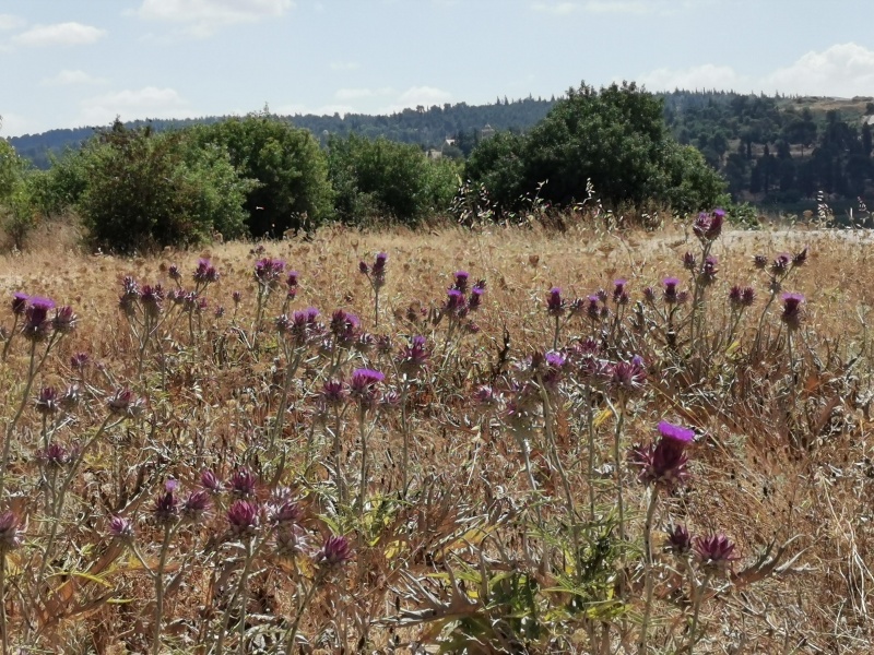 קובץ:2022-06-26T10 26 28.741726109672.jpg