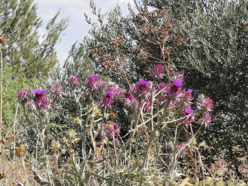 קובץ:2022-06-26T10 30 20.962194116732.jpg