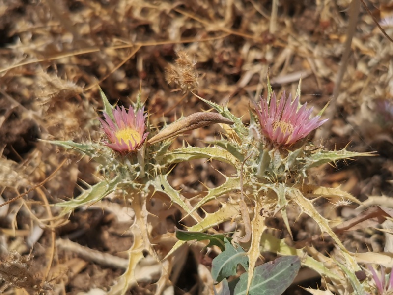 קובץ:2022-06-28T11 30 00.449540971490.jpg