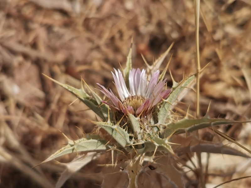 קובץ:2022-06-28T13 58 06.241097840085.jpg