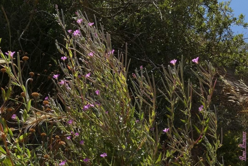 קובץ:2022-07-03T19 50 12.268073397910.jpg