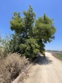 תמונה ממוזערת לגרסה מתאריך 09:31, 23 ביולי 2022