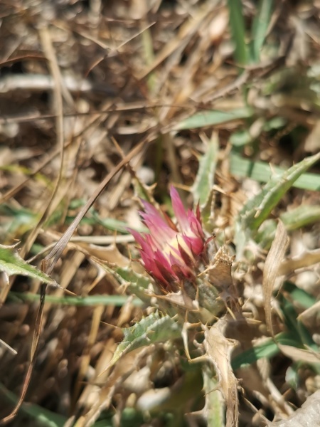 קובץ:2022-07-30T10 51 22.410051792148.jpg