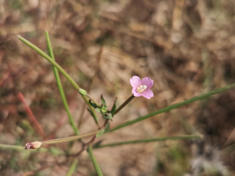 קובץ:2022-08-04T09 29 11.777924478882.jpg