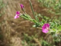 תמונה ממוזערת לגרסה מתאריך 08:13, 13 באוגוסט 2022