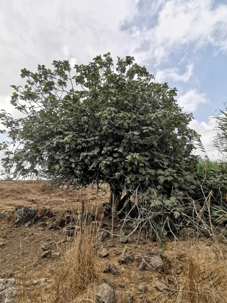 קובץ:2022-08-20T09 51 53.903023132718.jpg