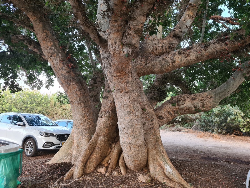 קובץ:2022-10-14T17 52 28.068316852869.jpg