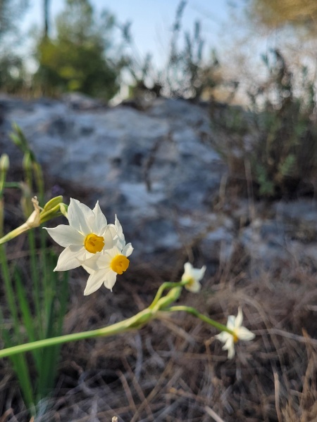 קובץ:2022-11-12T14 35 43.089679636931.jpg