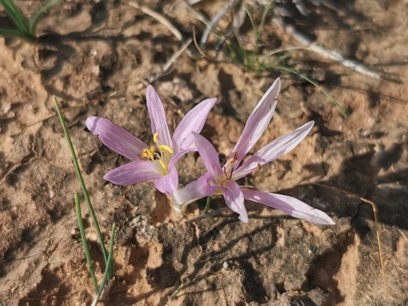 קובץ:2022-12-08T10 04 45.105068643573.jpg