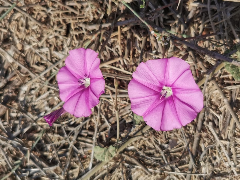 קובץ:2022-12-10T10 51 13.613853488924.jpg