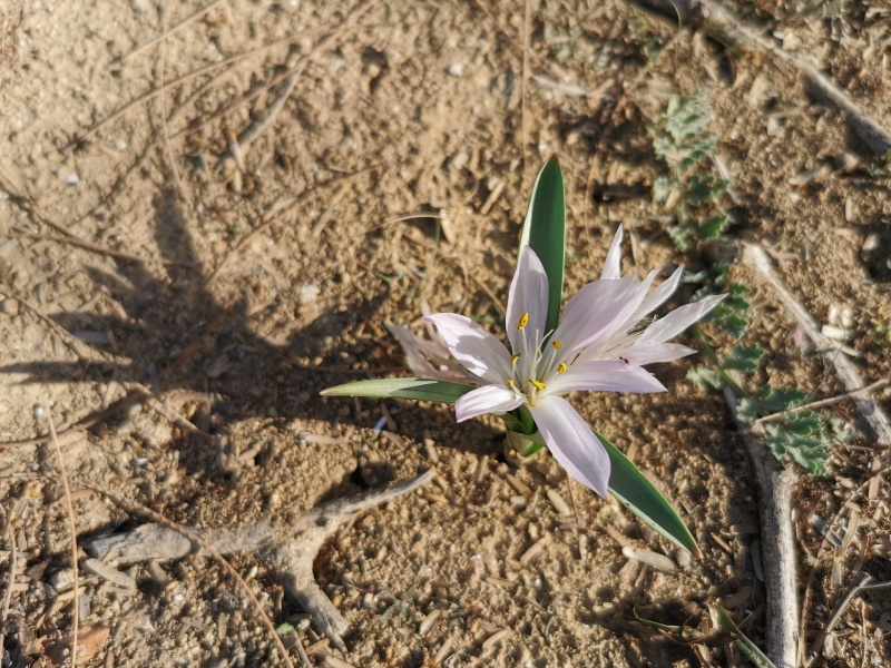 קובץ:2022-12-15T09 29 21.601079832249.jpg