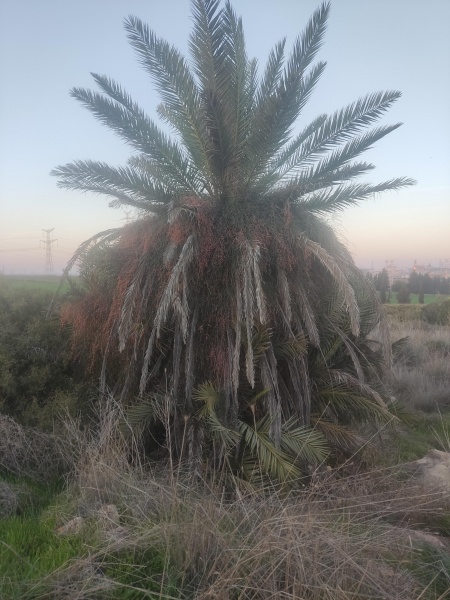 קובץ:2022-12-17T16 30 08.526864898149.jpg