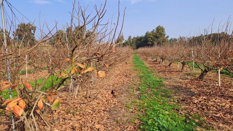 קובץ:2022-12-24T09 41 11.823153296370.jpg