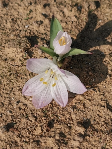 קובץ:2023-01-05T09 25 50.943724579053.jpg