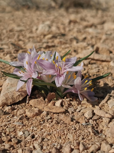 קובץ:2023-01-07T10 21 02.170314796809.jpg