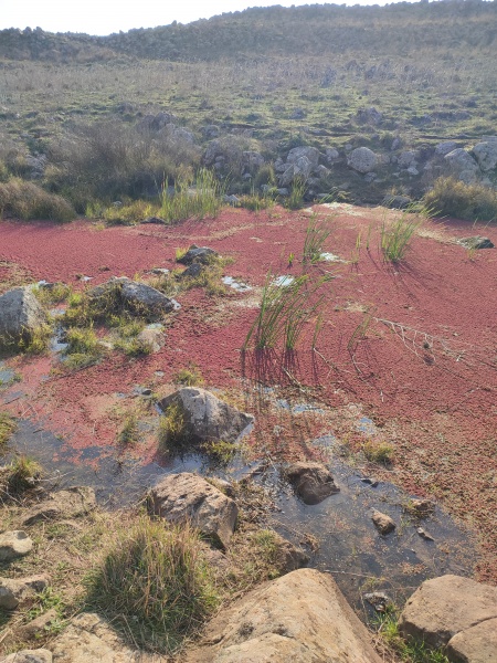 קובץ:2023-01-10T08 56 24.312192133460.jpg