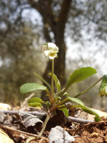 קובץ:2023-01-12T18 14 56.137090953827.jpg