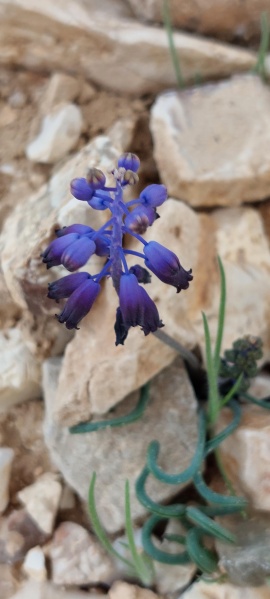 קובץ:2023-02-04T14 51 42.221217732220.jpg