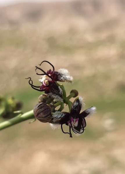 קובץ:2023-02-11T09 57 52.697701882541.jpg