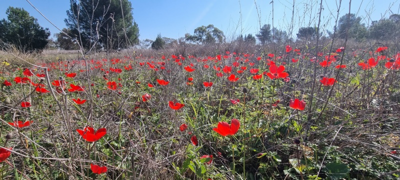 קובץ:2023-02-18T11 03 19.416511225365.jpg