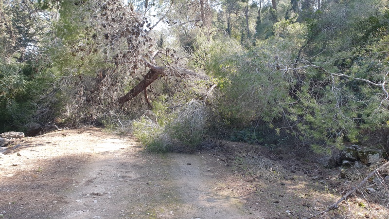 קובץ:2023-02-18T13 22 30.252384829697.jpg