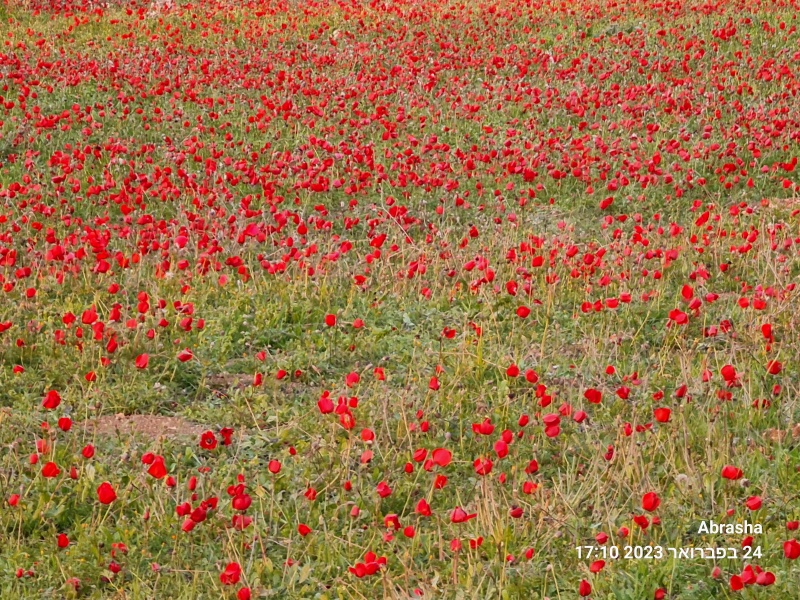 קובץ:2023-02-24T17 36 46.695765333040.jpg