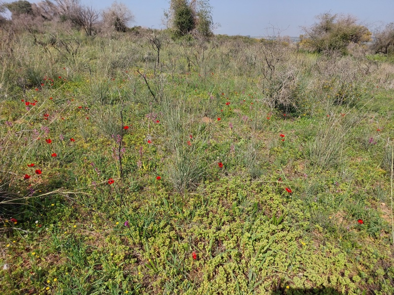 קובץ:2023-03-03T10 42 24.910164299189.jpg