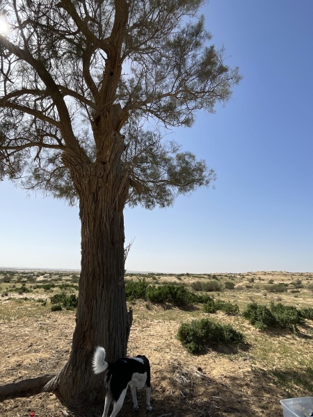 קובץ:2023-03-04T13 39 20.680742247557.jpg