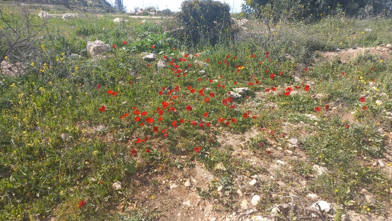 קובץ:2023-03-07T15 53 37.297905434227.jpg