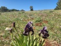 תמונה ממוזערת לגרסה מתאריך 11:56, 10 במרץ 2023