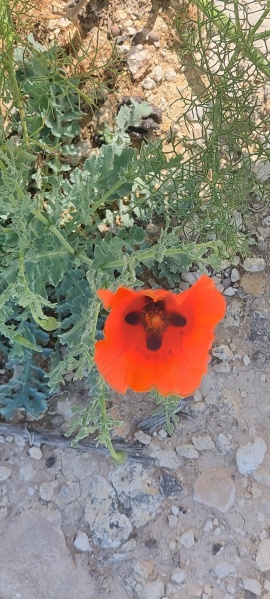 קובץ:2023-03-17T12 33 58.853708976683.jpg