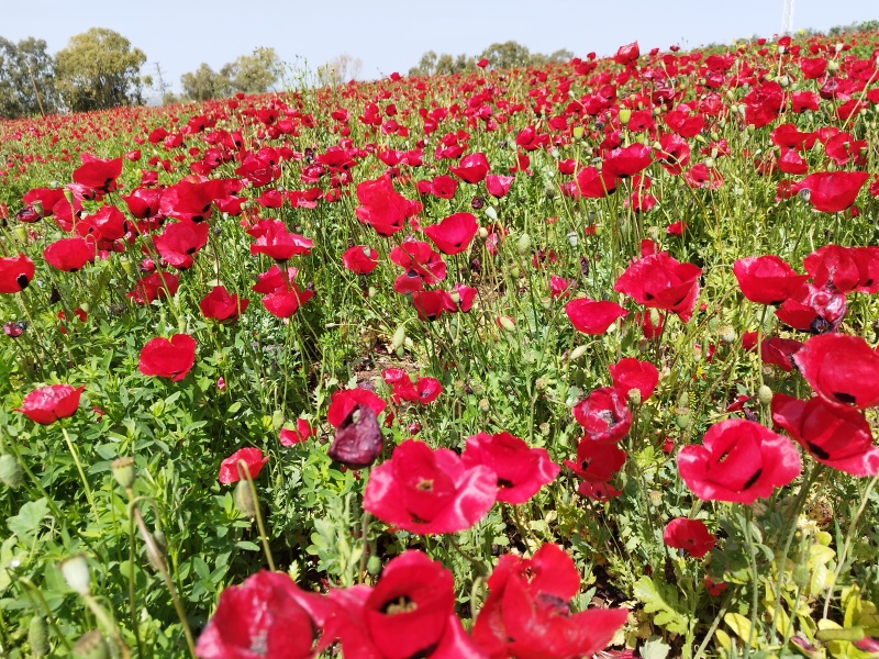 קובץ:2023-03-24T13 52 19.717913768333.jpg