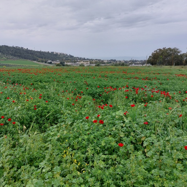 קובץ:2023-03-25T09 16 27.906034442761.jpg