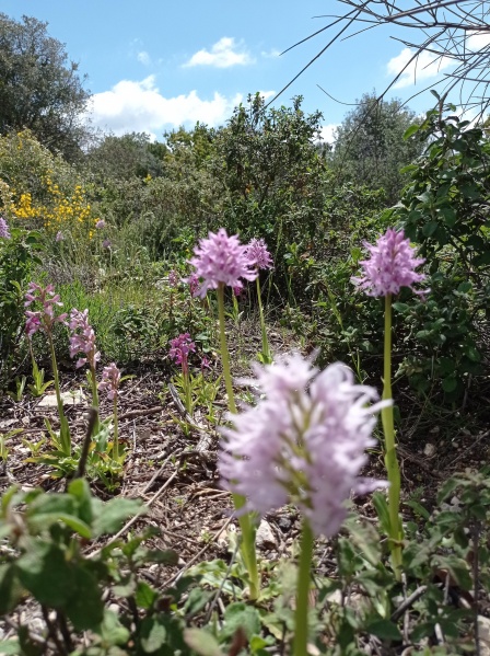 קובץ:2023-04-01T11 26 12.900377479437.jpg