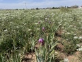 תמונה ממוזערת לגרסה מתאריך 11:15, 15 באפריל 2023