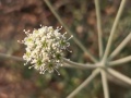 תמונה ממוזערת לגרסה מתאריך 04:15, 8 במאי 2023