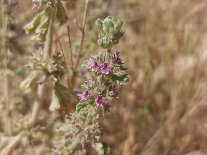 קובץ:2023-05-10T09 54 25.014473870387.jpg