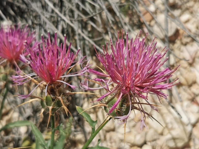 קובץ:2023-05-10T12 09 57.100216551233.jpg