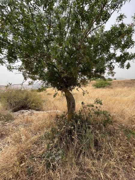 קובץ:2023-05-22T10 55 32.931522439721.jpg