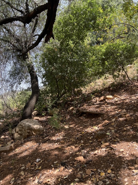 קובץ:2023-05-27T11 34 35.453122639668.jpg