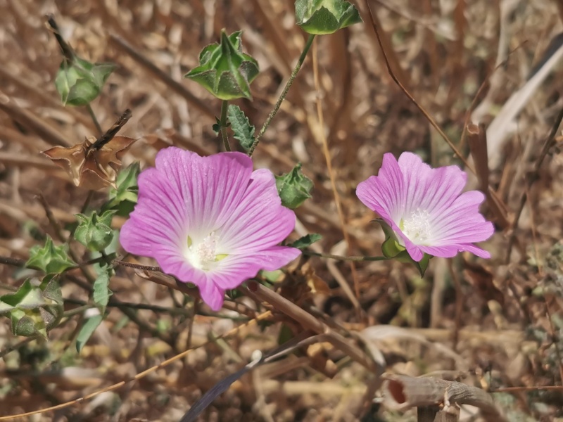 קובץ:2023-06-25T12 43 40.06216399049.jpg