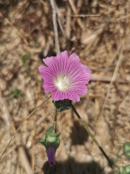 קובץ:2023-06-25T12 43 46.32008738582.jpg