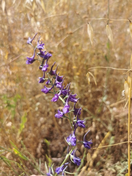 קובץ:2023-06-28T09 41 08.812233631912.jpg