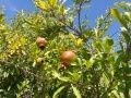 תמונה ממוזערת לגרסה מתאריך 12:09, 29 ביוני 2023