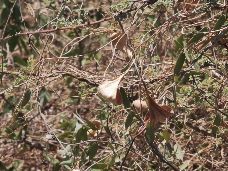 קובץ:2023-07-17T11 25 59.235708185688.jpg