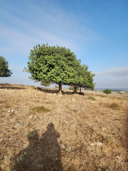 קובץ:2023-07-28T07 27 34.025797831097.jpg