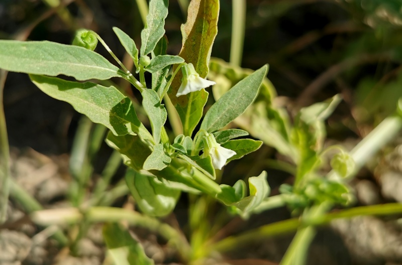 קובץ:2023-08-07T09 19 48.11424582089.jpg