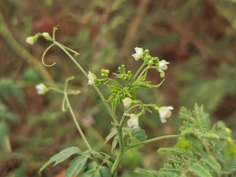 קובץ:2023-08-16T09 45 23.226561129204.jpg